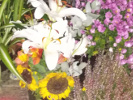 Tournesol