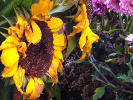 Tournesol