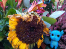 Tournesol