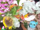 Tournesol