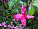 Fushia