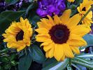 Tournesol