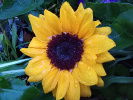 tournesol