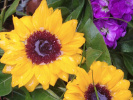 tournesols