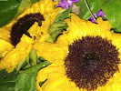 Tournesol