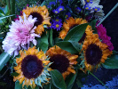 tournesol