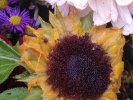 tournesol
