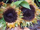 Derniers tournesols