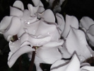 Cyclamen