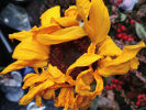 Tournesol