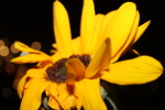 Tournesol