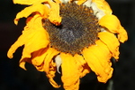 tournesol