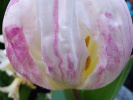 Tulipe