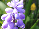 muscari