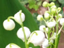 Muguet