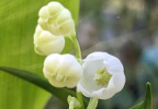 Muguet