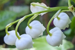 Muguet