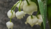 muguet