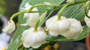 Muguet