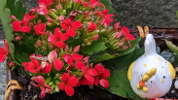 kalanchoe