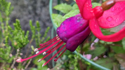 Fushia