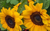 Tournesol bouquet