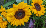 Tournesol bouquet