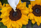 Tournesol bouquet