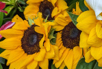 Tournesol bouquet