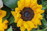 Tournesol bouquet