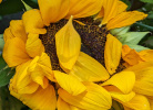 Tournesol bouquet