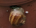 escargot