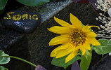 Pierre et tournesols