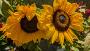 Tournesol