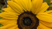 Tournesol