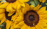 Tournesol