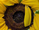 Tournesol