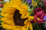 Tournesol