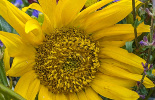 Tournesol