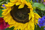 Tournesol