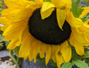 Tournesol