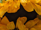 Tournesol