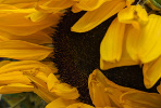 Tournesols