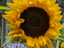 Tournesol marché