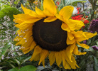 Tournesol