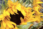 Tournesol