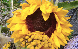 Tournesol