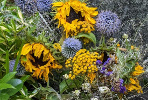 Tournesol