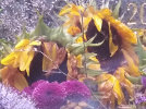 Tournesol