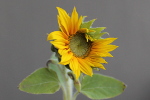 Balcon tournesol